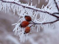 Eisnadeln an Hagebutten